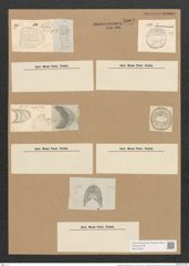 Campylodiscus bicostatus W. Sm. (de-Toni-Nr.: Genus 57, Species 2497) Zeichnungen Sammlung Grunow Nr. 5003 (NHMW-BOT-W0373250)